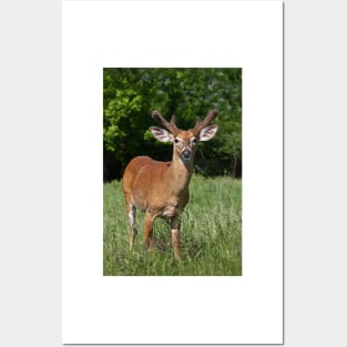 Velvety Buck - White-tailed deer Posters and Art